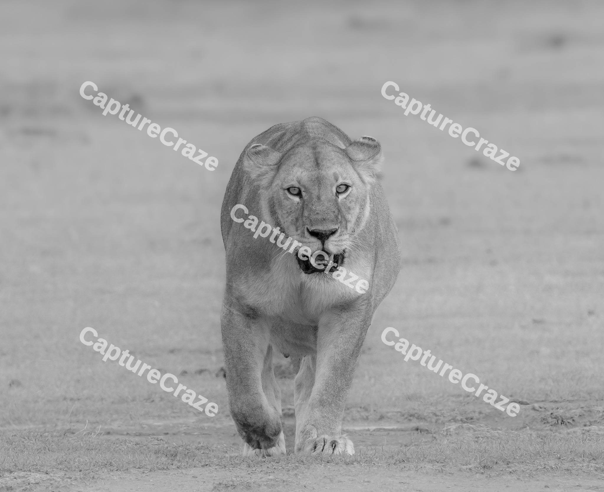 Lion walking in the jungle